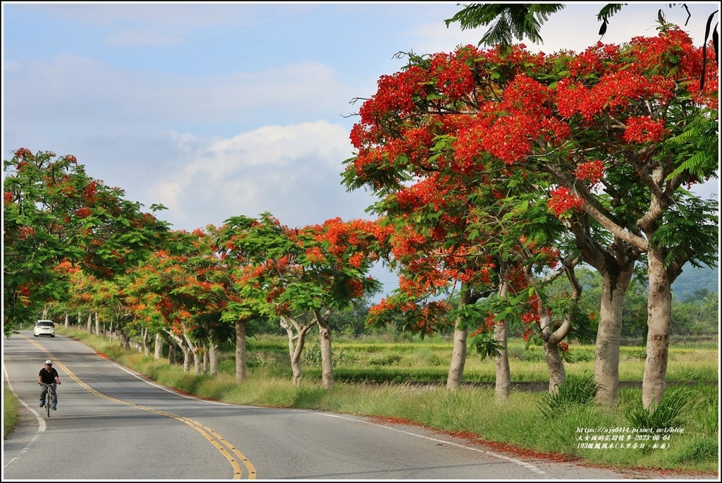 193線鳳凰木(玉里春日、松浦)-2023-06-04-52.jpg 193線鳳凰木(玉里春日、松浦)-2023-06-04-52.jpg