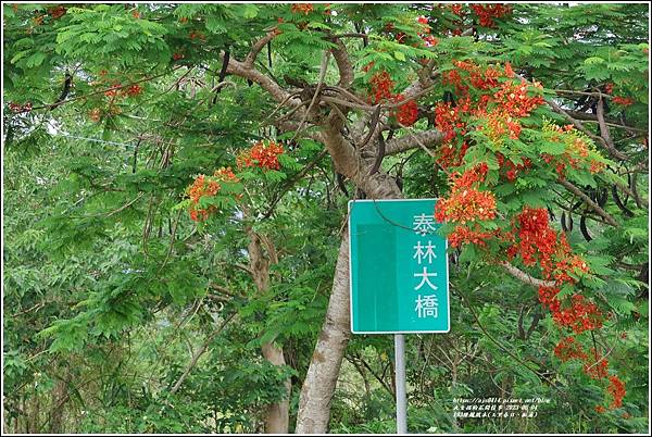 193線鳳凰木(玉里春日、松浦)-2023-06-04-49.jpg