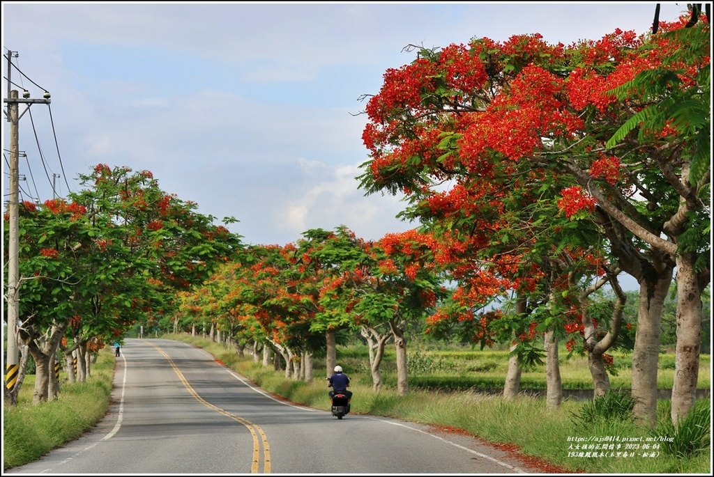 193線鳳凰木(玉里春日、松浦)-2023-06-04-53.jpg 193線鳳凰木(玉里春日、松浦)-2023-06-04-53.jpg
