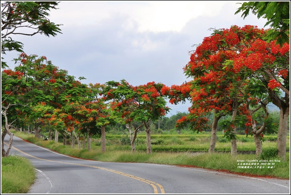 193線鳳凰木(玉里春日、松浦)-2023-06-04-56.jpg 193線鳳凰木(玉里春日、松浦)-2023-06-04-56.jpg