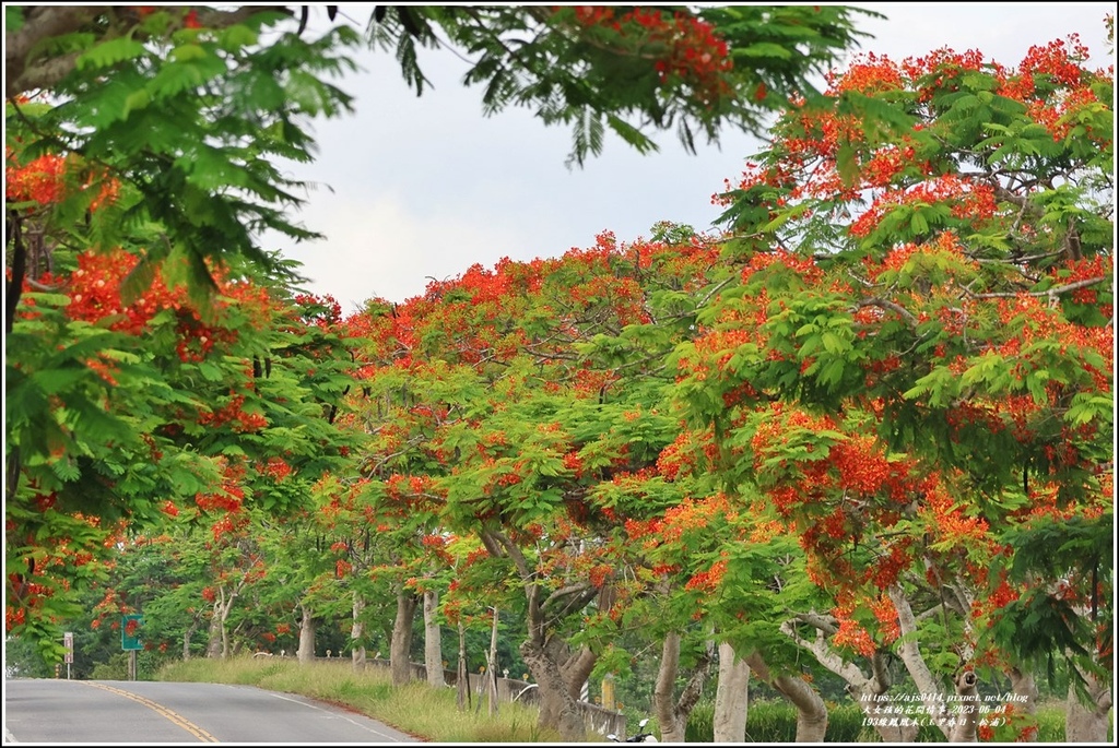 193線鳳凰木(玉里春日、松浦)-2023-06-04-54.jpg 193線鳳凰木(玉里春日、松浦)-2023-06-04-54.jpg
