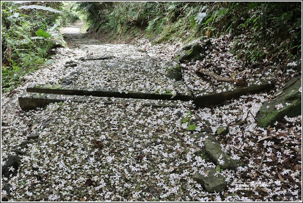 鯉魚山眺望步道-2023-04-29-10.jpg 鯉魚山眺望步道-2023-04-29-10.jpg
