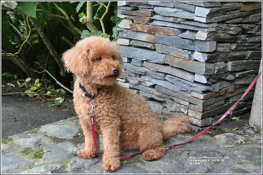 青山農場-2023-06-04-06.jpg 青山農場-2023-06-04-06.jpg