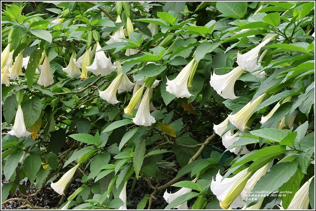 青山農場-2023-06-04-07.jpg 青山農場-2023-06-04-07.jpg
