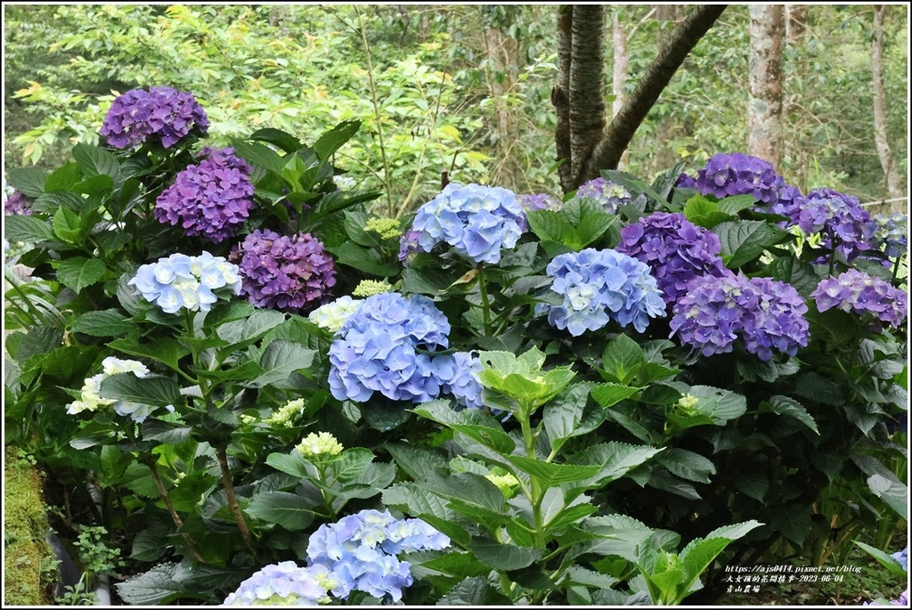 青山農場-2023-06-04-13.jpg 青山農場-2023-06-04-13.jpg