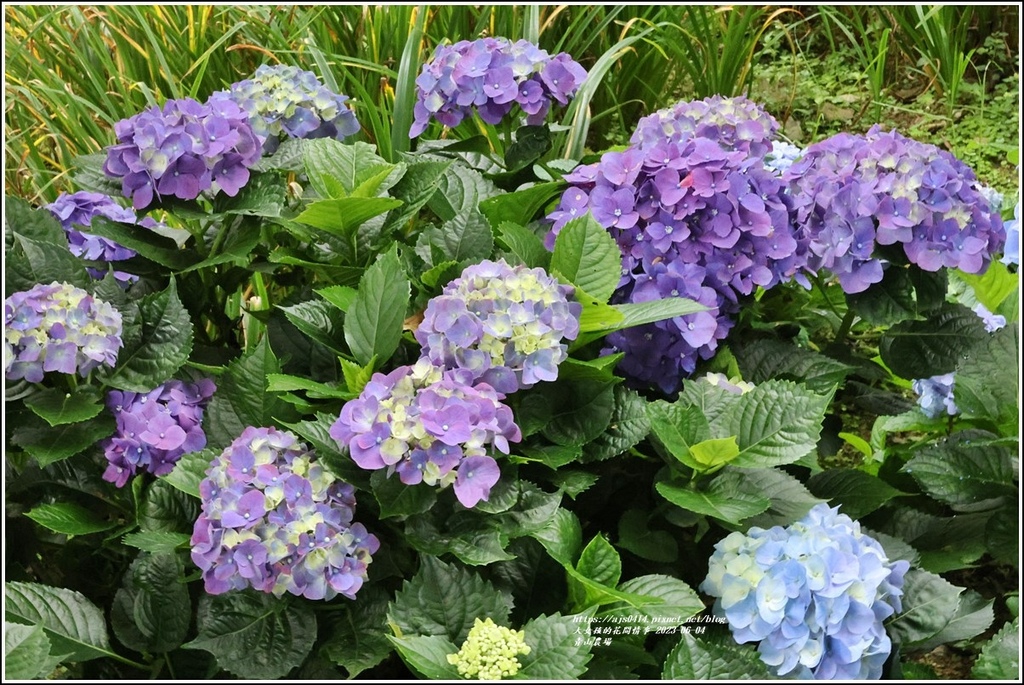 青山農場-2023-06-04-15.jpg 青山農場-2023-06-04-15.jpg