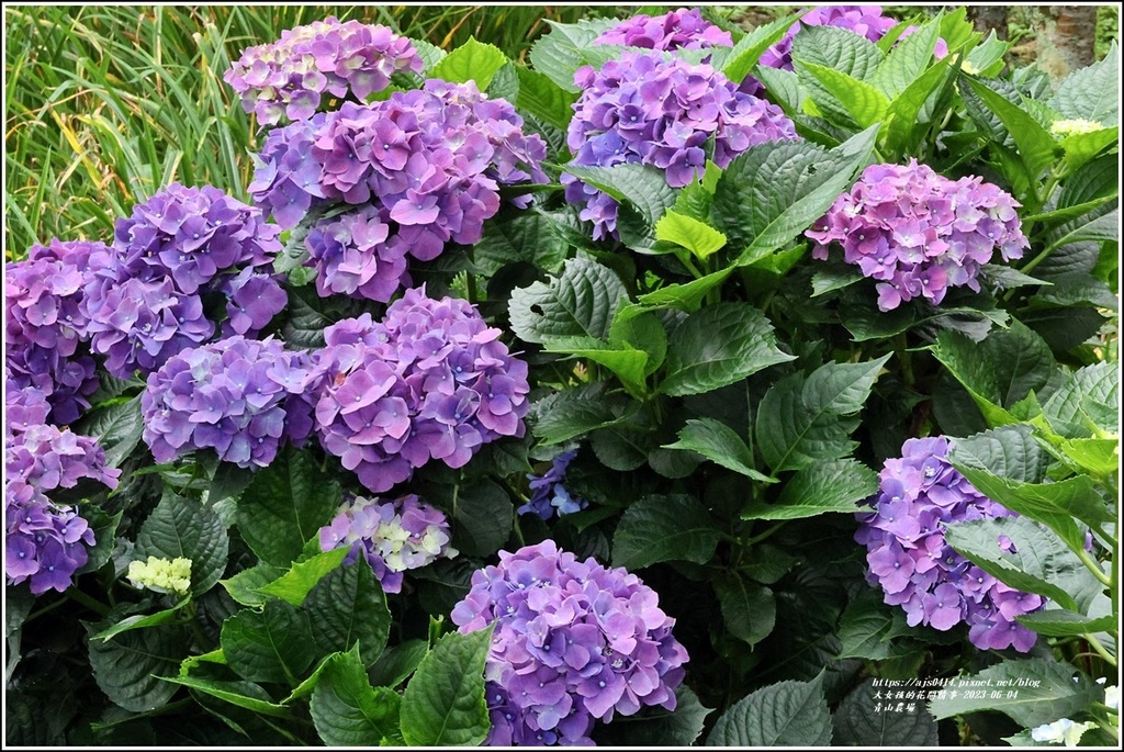 青山農場-2023-06-04-16.jpg 青山農場-2023-06-04-16.jpg