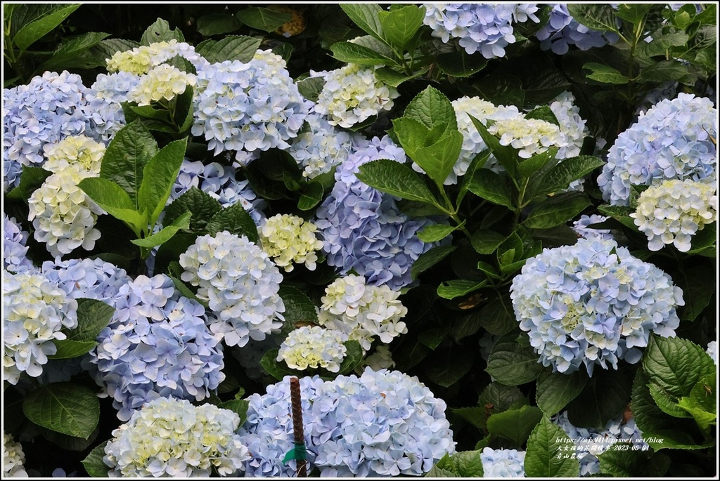 青山農場-2023-06-04-20.jpg 青山農場-2023-06-04-20.jpg