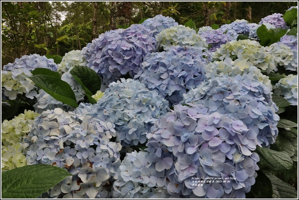 青山農場-2023-06-04-38.jpg 青山農場-2023-06-04-38.jpg