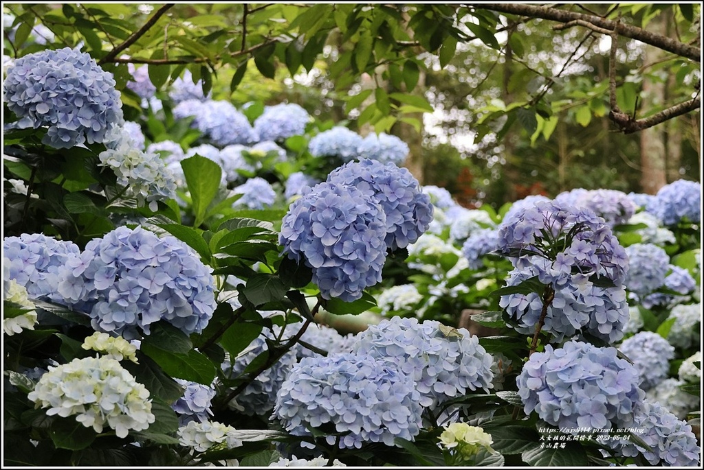 青山農場-2023-06-04-45.jpg 青山農場-2023-06-04-45.jpg