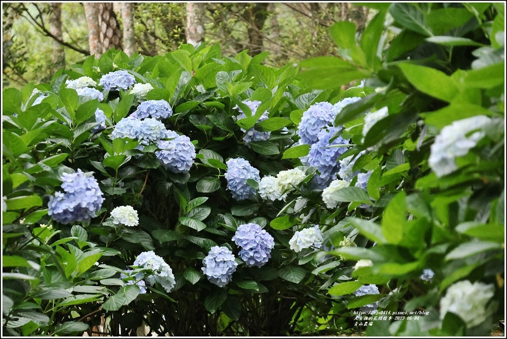 青山農場-2023-06-04-59.jpg 青山農場-2023-06-04-59.jpg