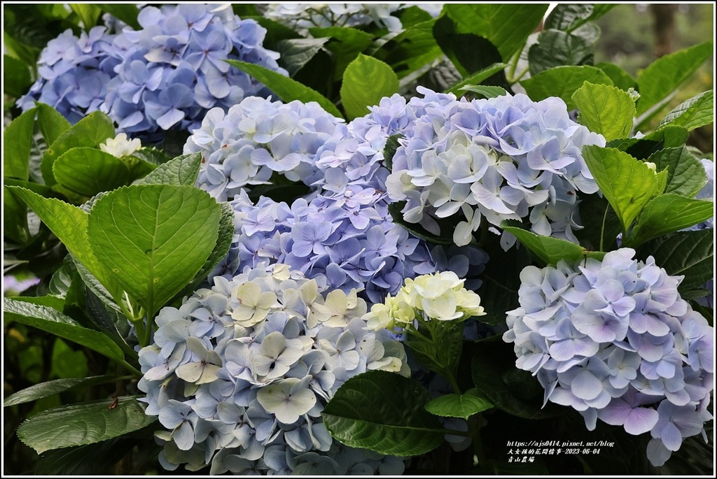 青山農場-2023-06-04-67.jpg 青山農場-2023-06-04-67.jpg