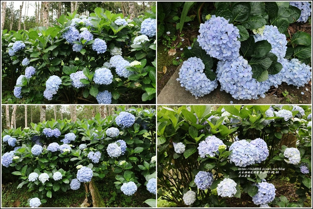 青山農場-2023-06-04-69.jpg 青山農場-2023-06-04-69.jpg