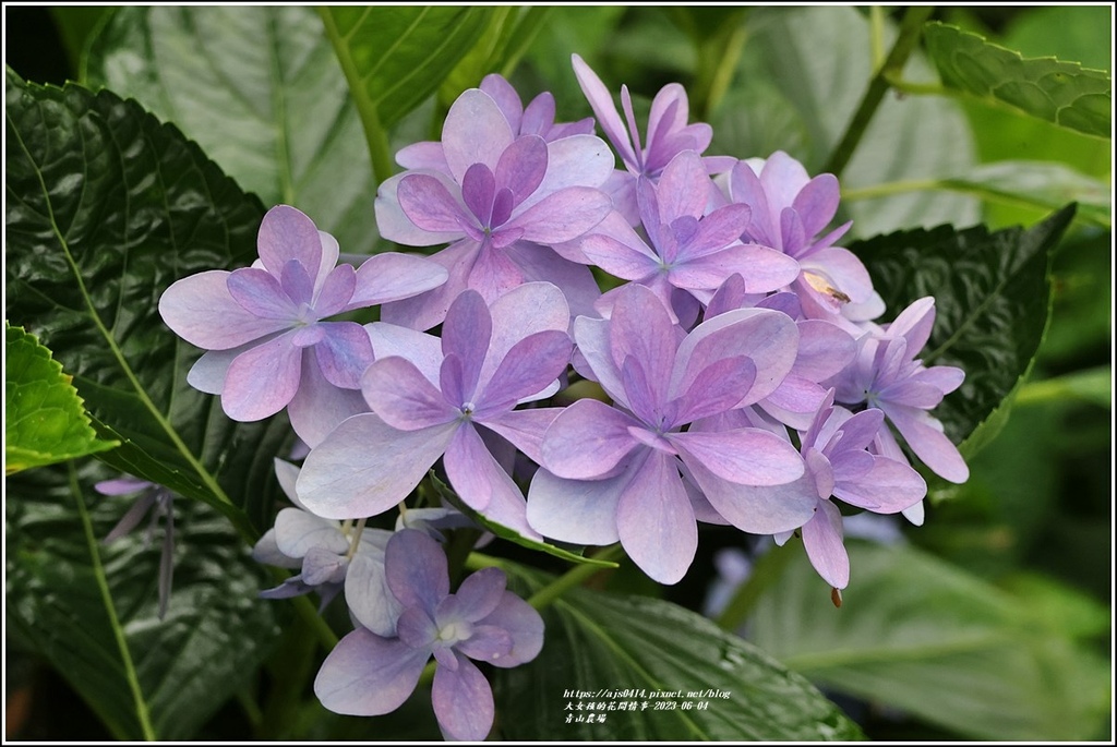 青山農場-2023-06-04-70.jpg 青山農場-2023-06-04-70.jpg