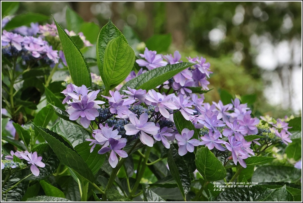 青山農場-2023-06-04-71.jpg 青山農場-2023-06-04-71.jpg