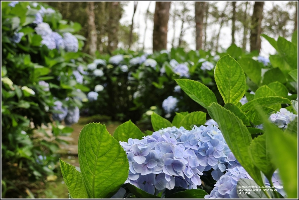 青山農場-2023-06-04-74.jpg 青山農場-2023-06-04-74.jpg