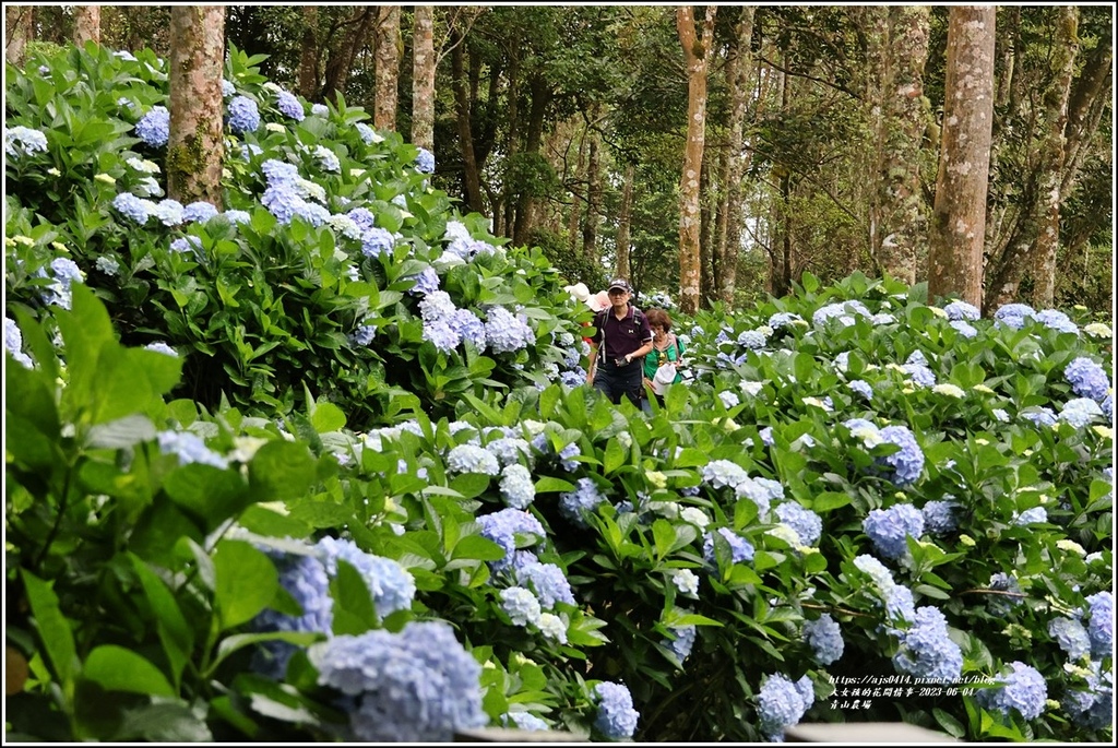 青山農場-2023-06-04-75.jpg 青山農場-2023-06-04-75.jpg
