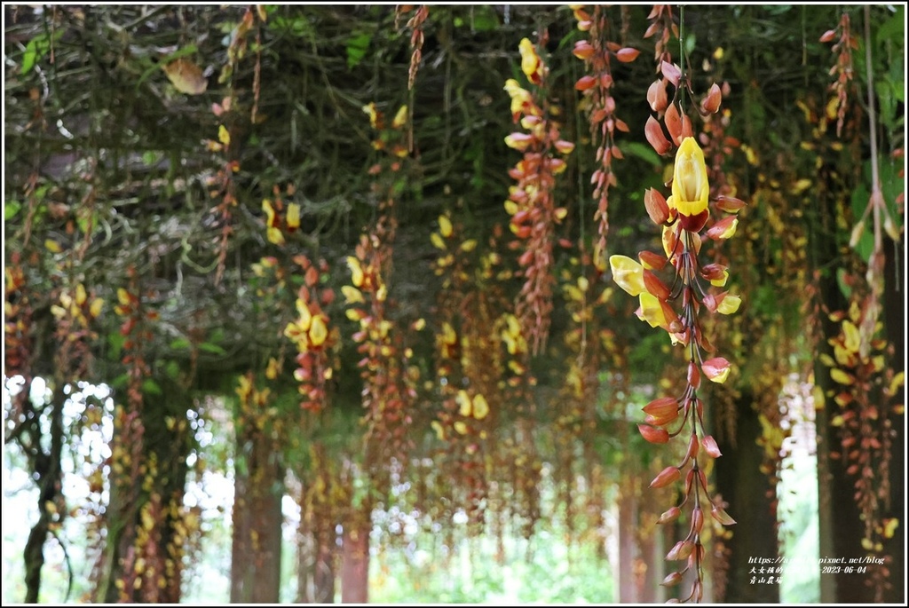 青山農場-2023-06-04-93.jpg 青山農場-2023-06-04-93.jpg