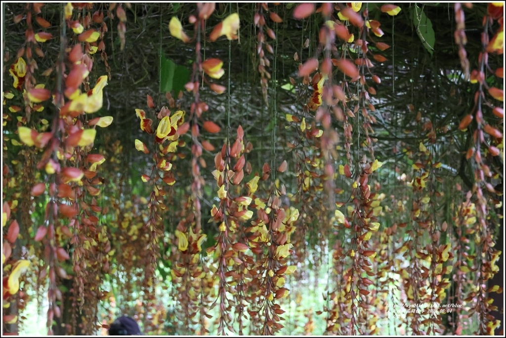 青山農場-2023-06-04-97.jpg 青山農場-2023-06-04-97.jpg