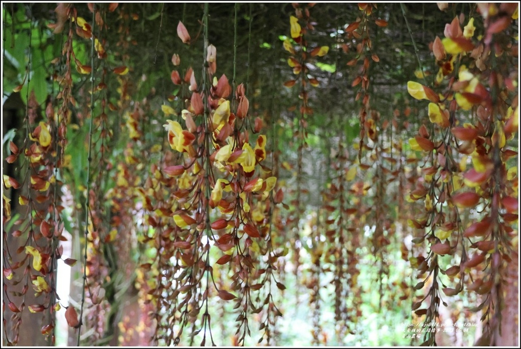 青山農場-2023-06-04-95.jpg 青山農場-2023-06-04-95.jpg