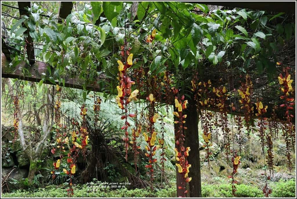 青山農場-2023-06-04-98.jpg 青山農場-2023-06-04-98.jpg