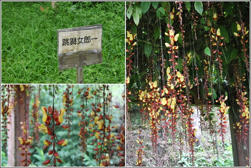 青山農場-2023-06-04-100.jpg 青山農場-2023-06-04-100.jpg