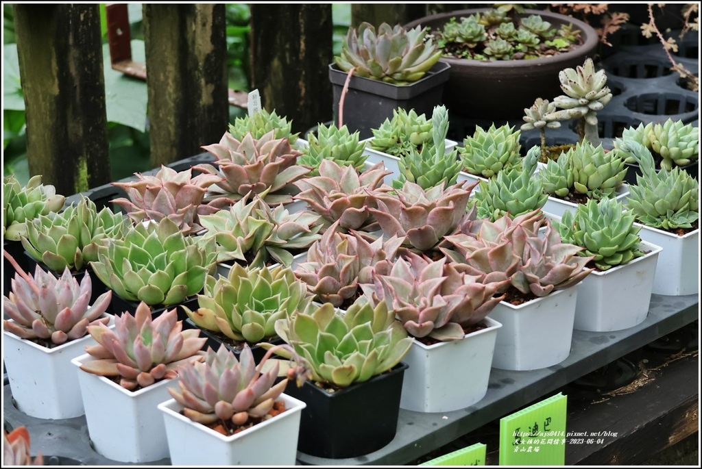 青山農場-2023-06-04-106.jpg 青山農場-2023-06-04-106.jpg