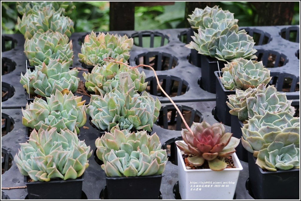 青山農場-2023-06-04-105.jpg 青山農場-2023-06-04-105.jpg