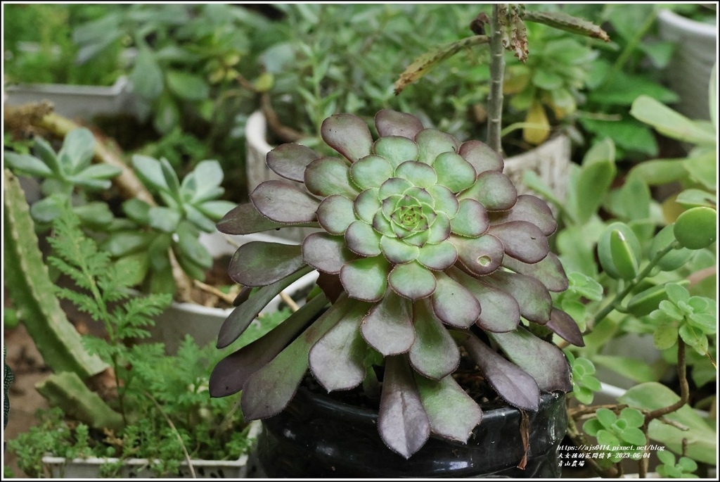 青山農場-2023-06-04-111.jpg 青山農場-2023-06-04-111.jpg