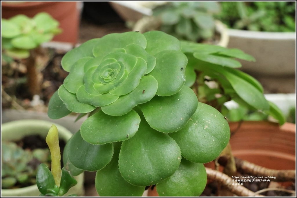 青山農場-2023-06-04-112.jpg 青山農場-2023-06-04-112.jpg