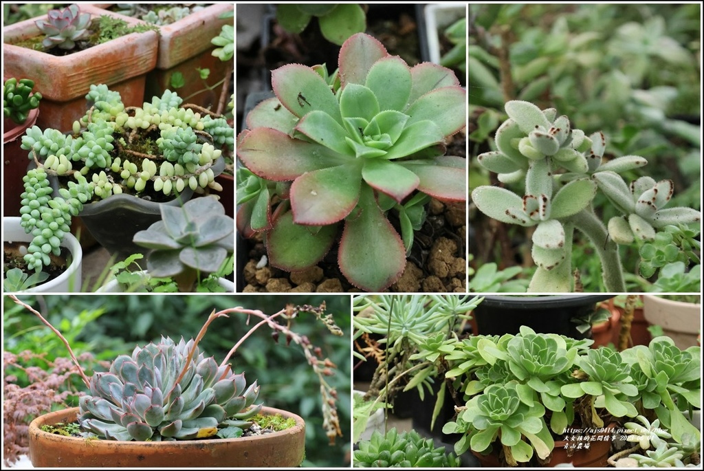 青山農場-2023-06-04-114.jpg 青山農場-2023-06-04-114.jpg