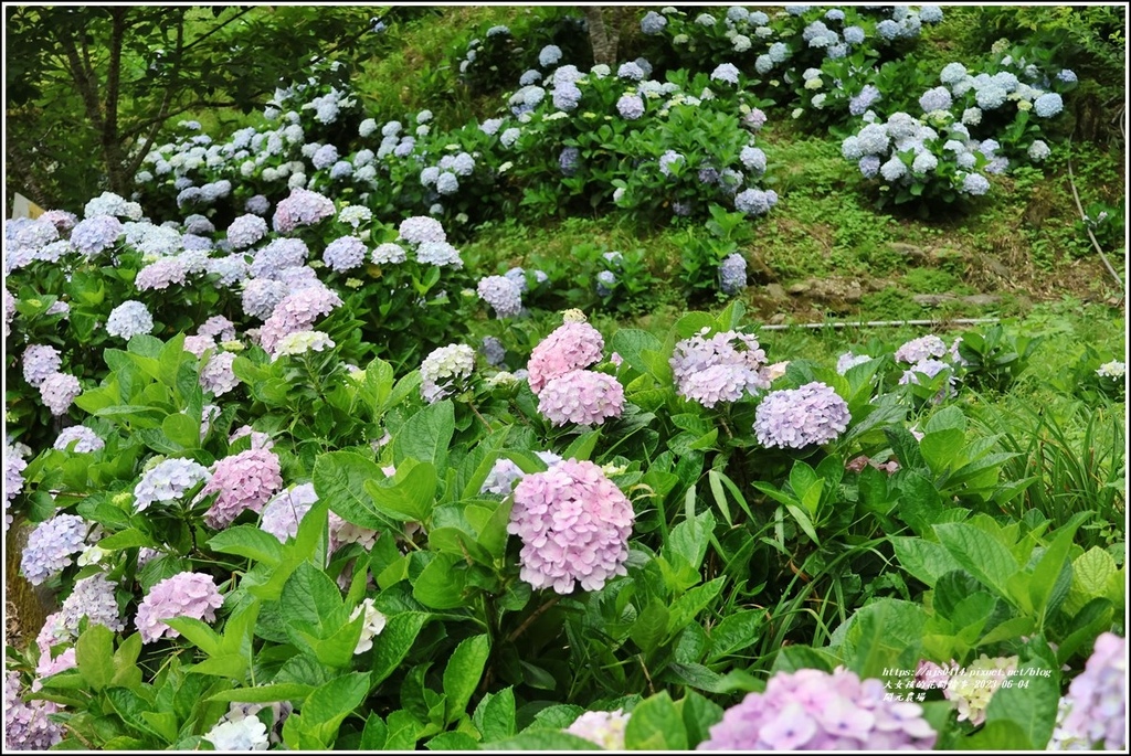 開元農場-2023-06-04-13.jpg 開元農場-2023-06-04-13.jpg