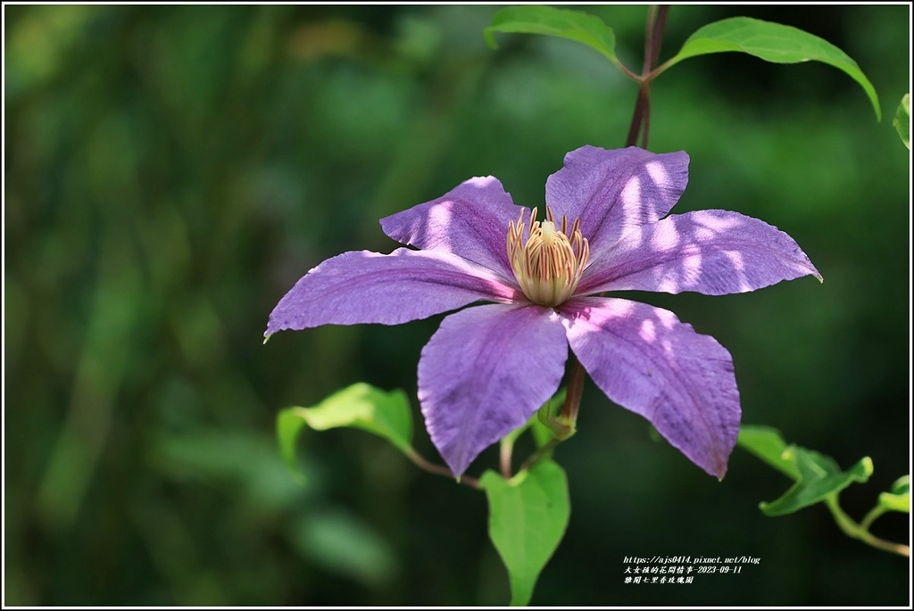 雅聞七里香玫瑰園-2023-09-11-23.jpg