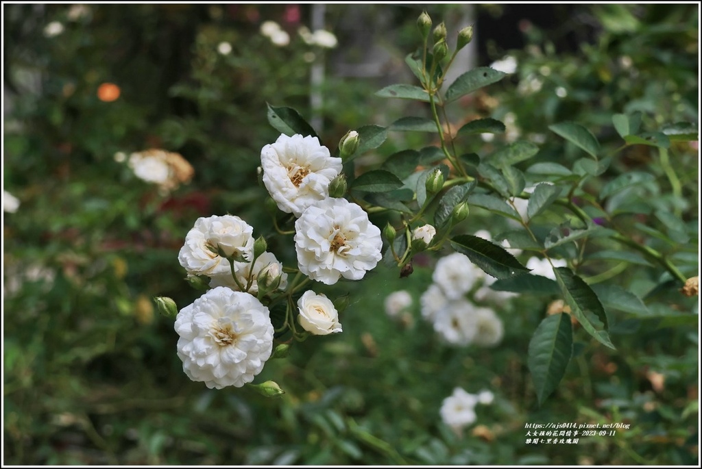 雅聞七里香玫瑰園-2023-09-11-38.jpg