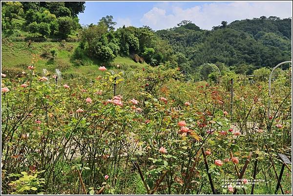 雅聞七里香玫瑰園-2023-09-11-52.jpg