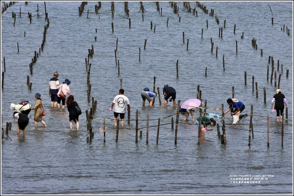 王功生態旅遊觀光採蚵車-2023-09-10-59.jpg 王功生態旅遊觀光採蚵車-2023-09-10-59.jpg
