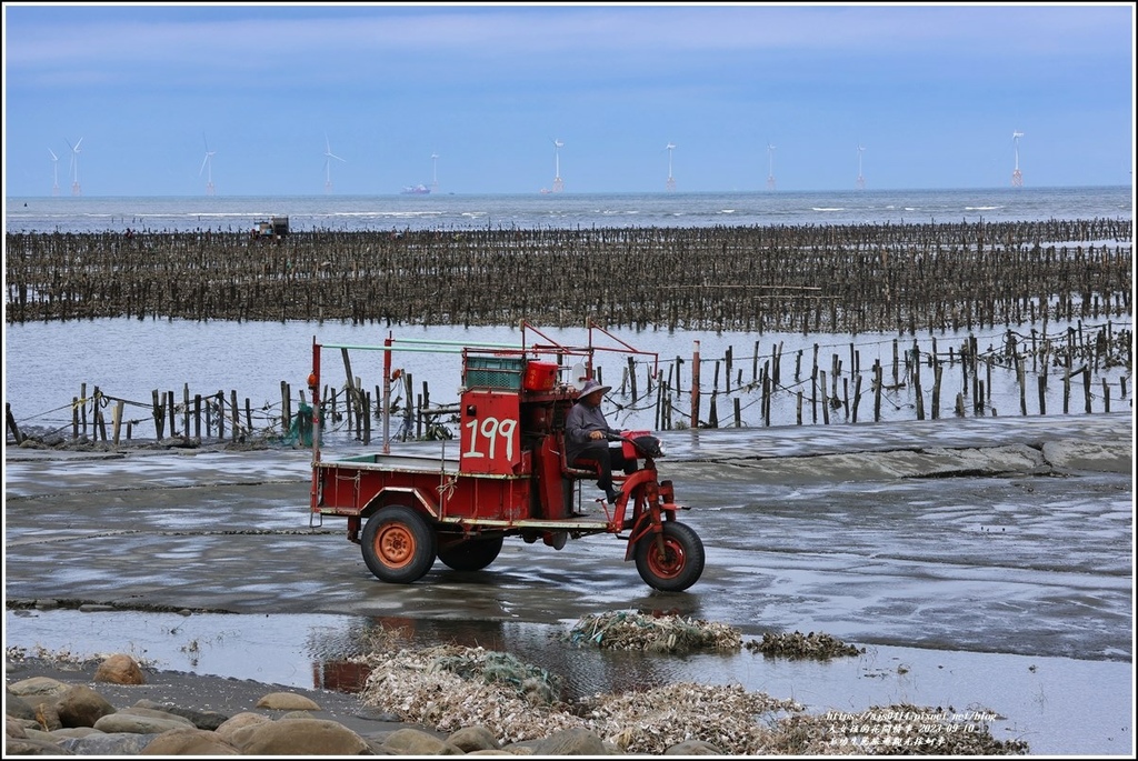 王功生態旅遊觀光採蚵車-2023-09-10-60.jpg 王功生態旅遊觀光採蚵車-2023-09-10-60.jpg