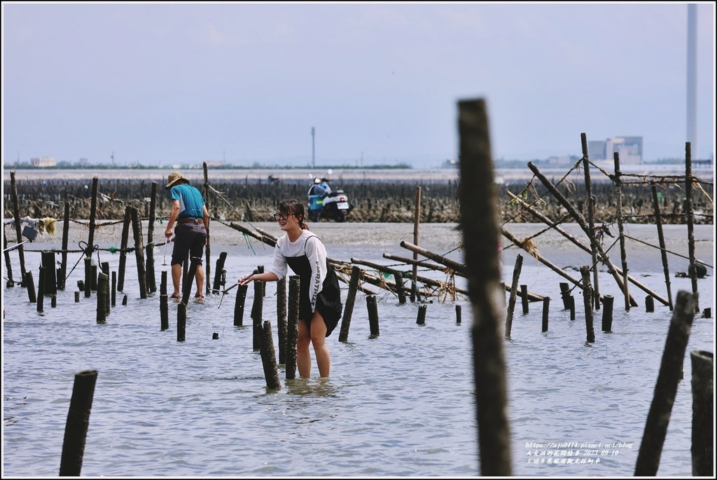 王功生態旅遊觀光採蚵車-2023-09-10-62.jpg 王功生態旅遊觀光採蚵車-2023-09-10-62.jpg