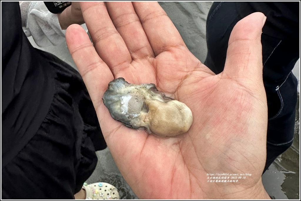 王功生態旅遊觀光採蚵車-2023-09-10-83.jpg 王功生態旅遊觀光採蚵車-2023-09-10-83.jpg