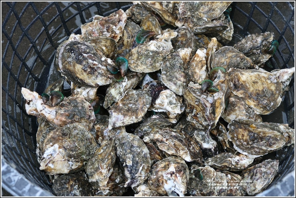 王功生態旅遊觀光採蚵車-2023-09-10-85.jpg 王功生態旅遊觀光採蚵車-2023-09-10-85.jpg