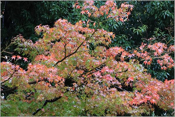 石川縣兼六園-2023-11-18-07.jpg