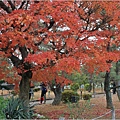 長野縣松本城-2023-11-20-23.jpg