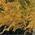 長野縣松本城-2023-11-20-35.jpg