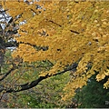 長野縣松本城-2023-11-20-36.jpg