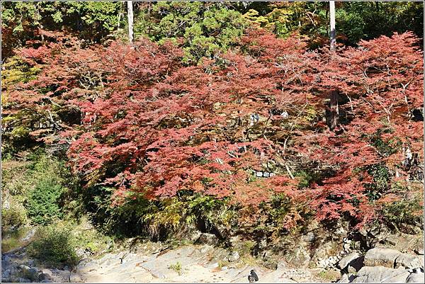 愛知縣豐田市香嵐溪-2023-11-20-15.jpg