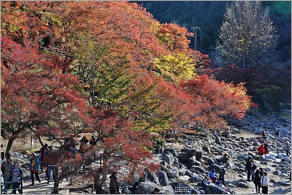 愛知縣豐田市香嵐溪-2023-11-20-18.jpg