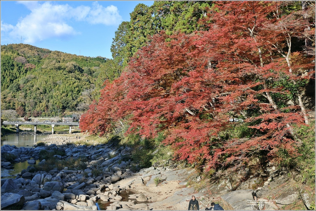 愛知縣豐田市香嵐溪-2023-11-20-20.jpg