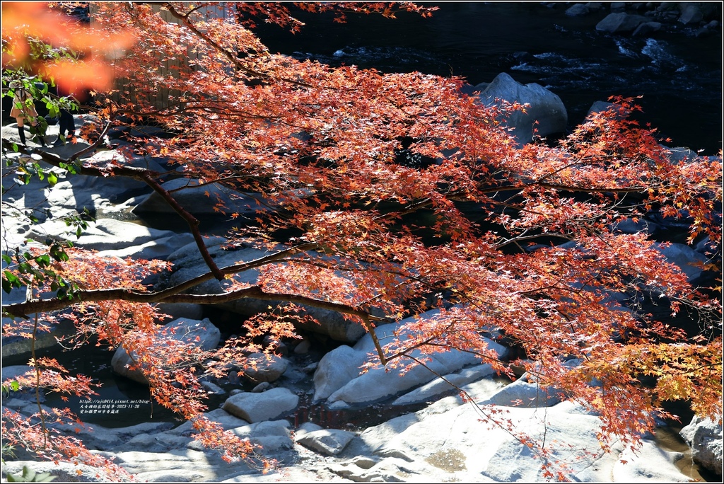 愛知縣豐田市香嵐溪-2023-11-20-26.jpg