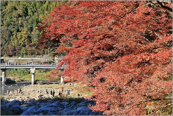 愛知縣豐田市香嵐溪-2023-11-20-35.jpg