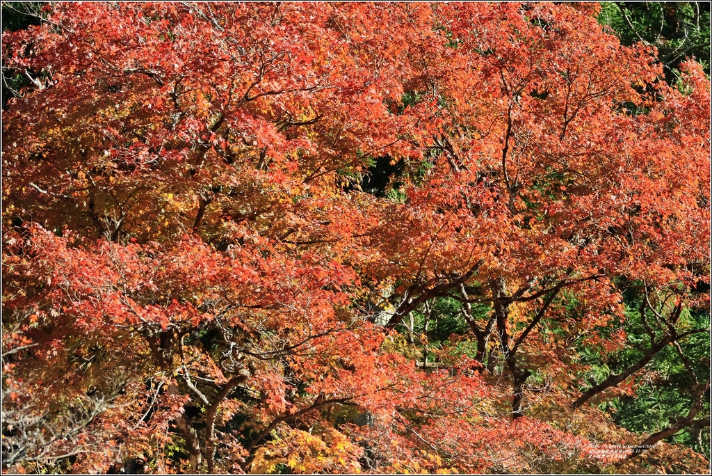 愛知縣豐田市香嵐溪-2023-11-20-40.jpg